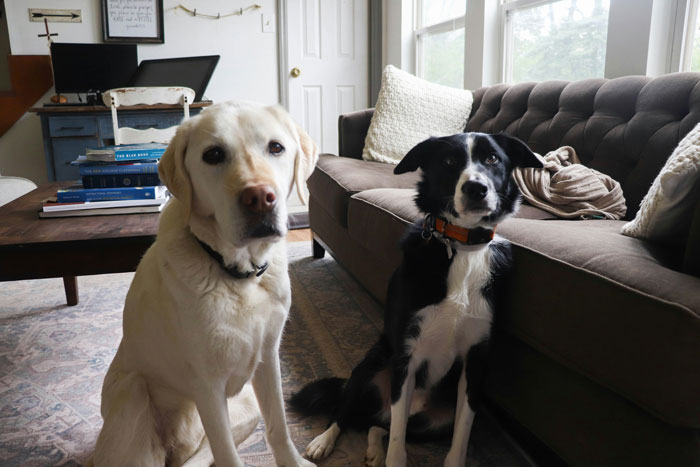These two are proof that some friendships are written in paw prints.