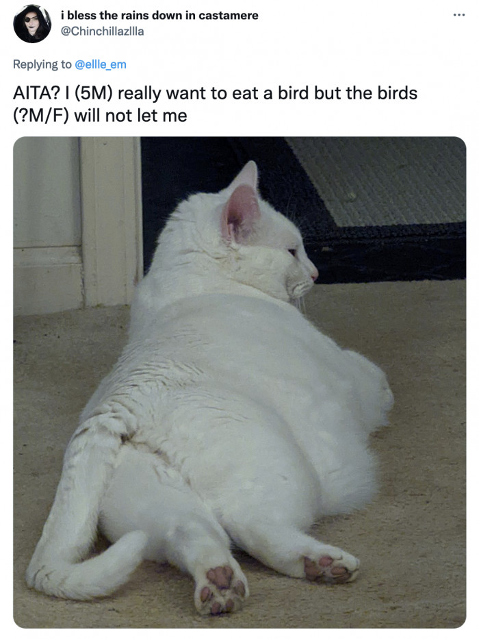 The audacity of the bird to save their life baffles him