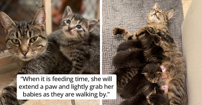 Cat Mama and Her Six Kittens Are Living the Good Life in a Foster Home