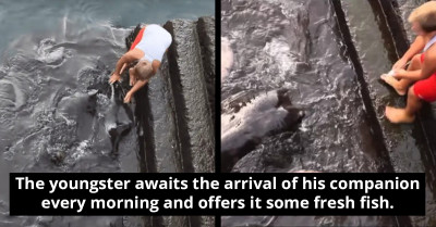 Boy And Giant Sea Animal Form An Unusual And Rare Friendship, Waits For It Daily To Feed It With Fresh Fish