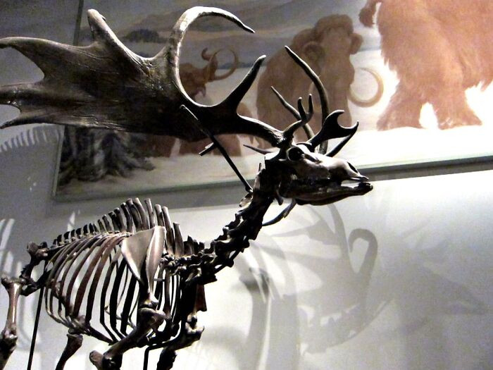 Irish Elk - Extinct Roughly 5700 BCE