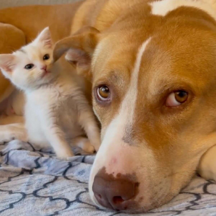 Ginger met several little foster kittens in need of a mother.