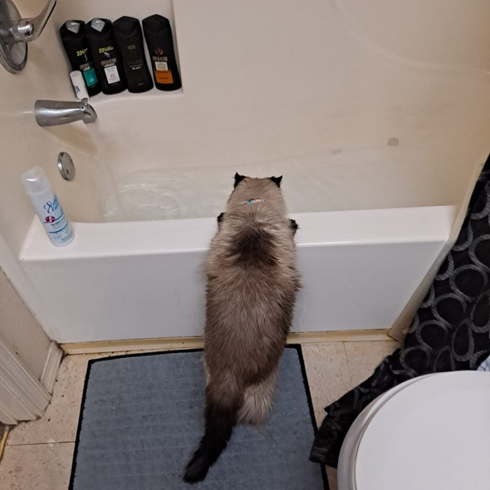 3. "Our cat Bell..."