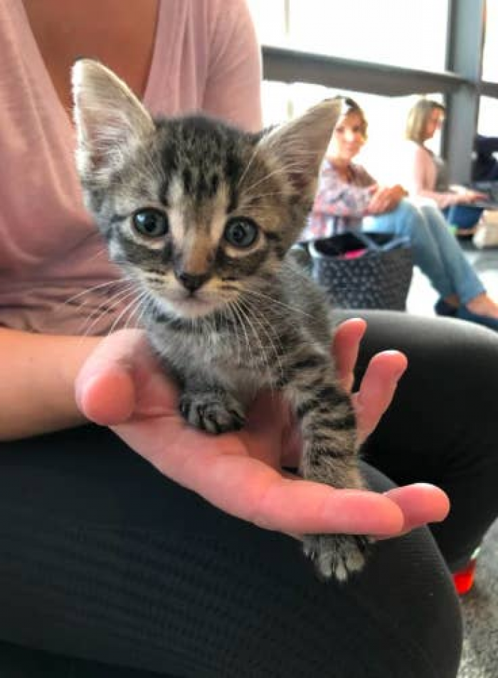 13. This kitten was actually waiting for its flight, even though she was most definitely just ready to go home and not wait for the flight.