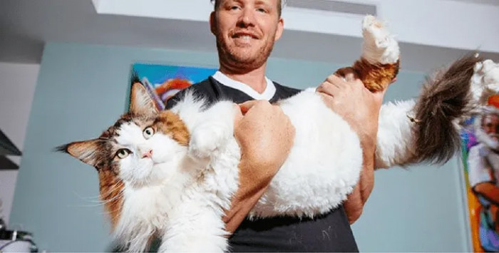 Zurbel has even challenged people who follow him and his cat online to find a bigger feline, but so far no one has stepped forward