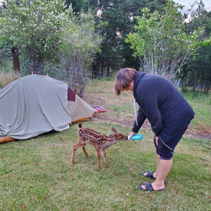 In a remarkable display of dedication, Dawn slept in a tent close to Thor's side for six weeks, ensuring his safety during the nights. With unwavering care, she fed him goat's milk from a bottle every three hours from May to September, imparting essential skills that would enable him to forage and fend for himself in the wild