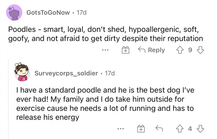 Poodles are definitely one of the most underrated dogs, so I'm glad someone included them in this list.