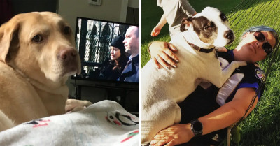 Say Hello To These 15 Dogs Who Refuse To Ever Find Themselves Lacking Well-Deserved Attention