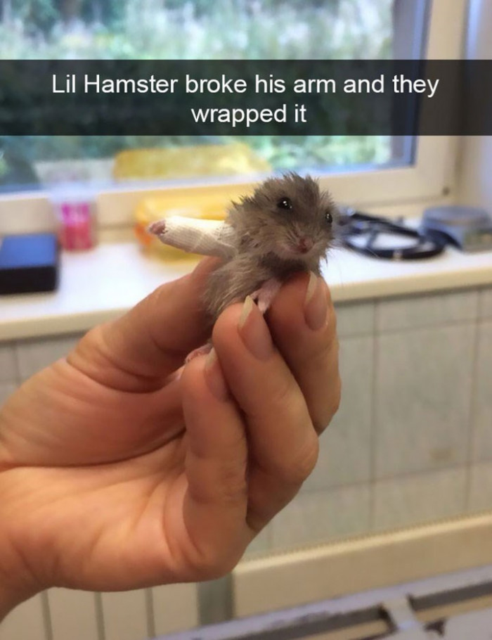 3. A little bandage for a little hamster... So cute
