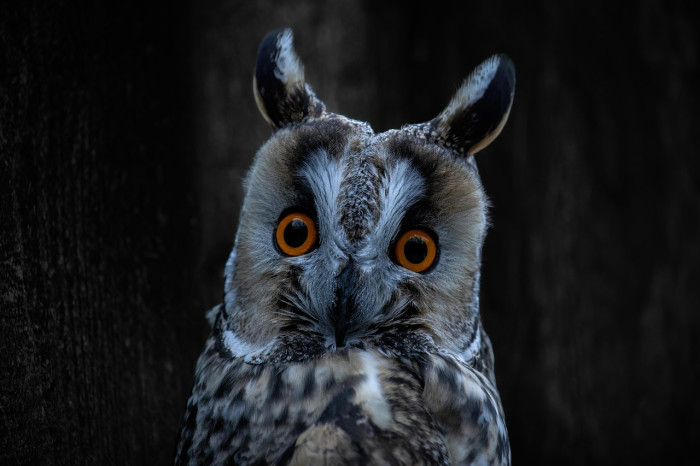 Do “Ear Tufts” Help Birds Hear?
