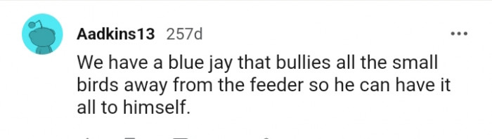 A blue jay that bullies all the small birds away