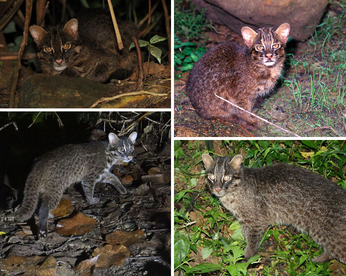 The Iriomote cat lives in a more limited range than any other wild cat species on the planet, occupying an exceptionally small and isolated habitat found nowhere else.