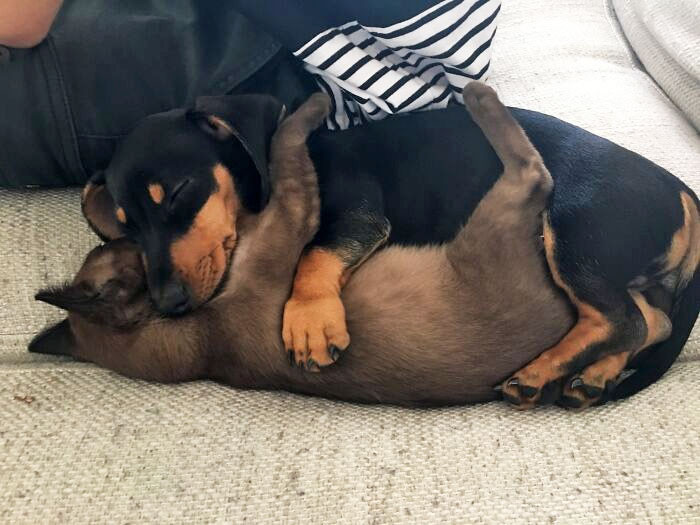"This Is How They Sleep. Nugget (The Sausage Dog) Makes Sure Of It"