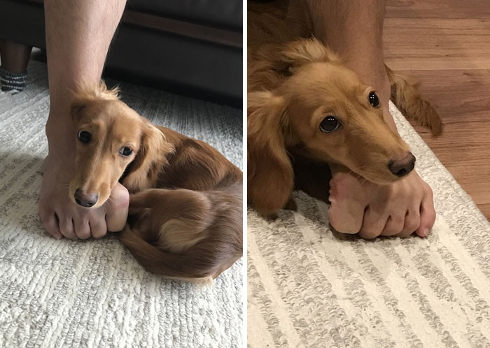 "The Human Foot Is Just The Right Size For A Chin Rest"