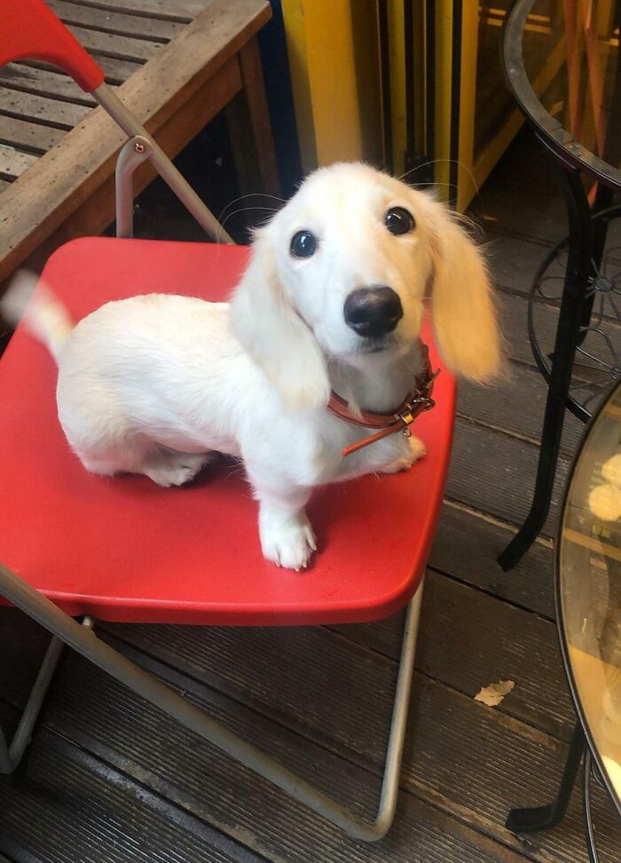"Spotted A White Dachshund"