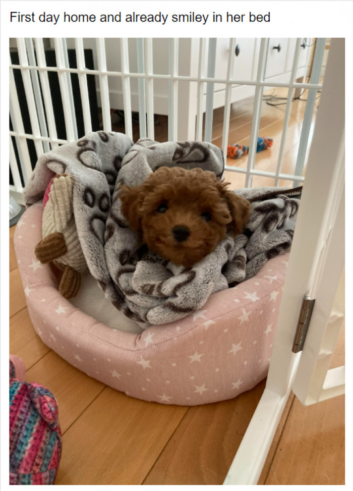 9. A smile that will melt your heart. It's like the cutie is thanking the human for the forever home.