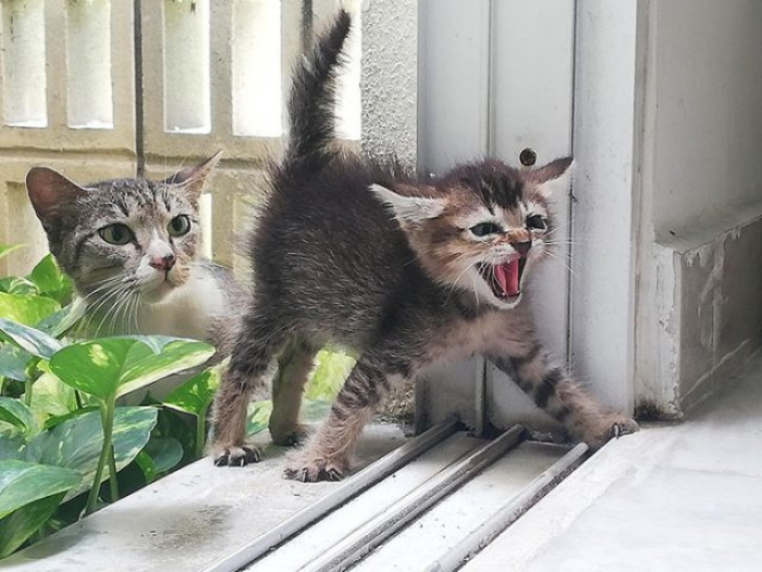 20. "Now, You Have to Show Your Strong Attitude"