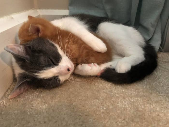 The way these two babies cuddle is so heart-melting.