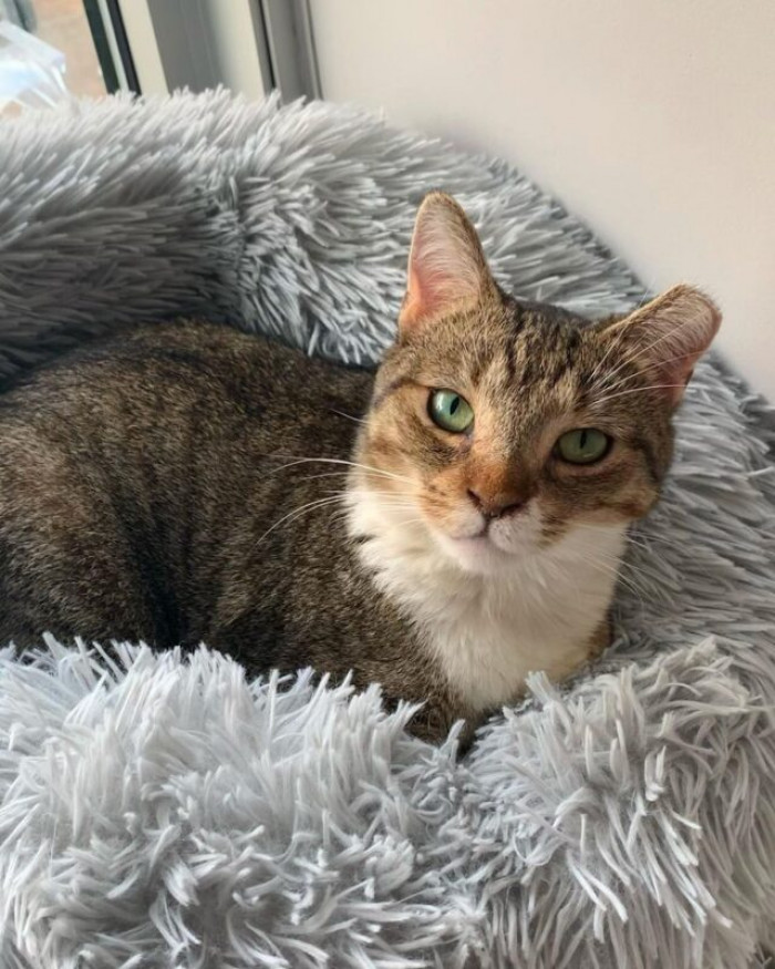 Karen cuddles with a cat in bed, the meowing stops.