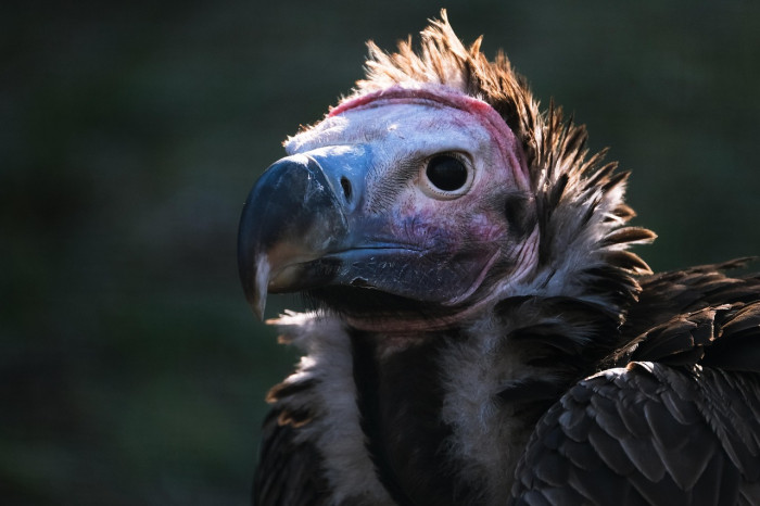 Where Are a Bird’s Ears?