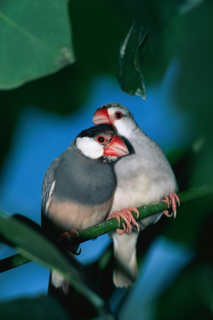 Do Birds Mate for Life?