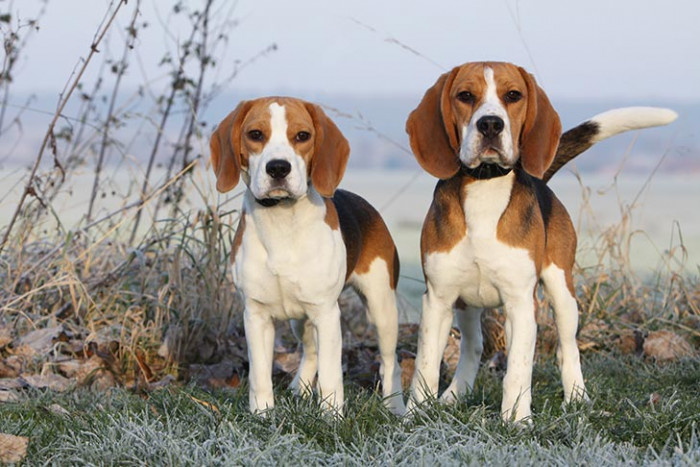 German Shepherd and Redbone Coonhound, followed by German Shorthair Pointer and Caucasian Shepherd