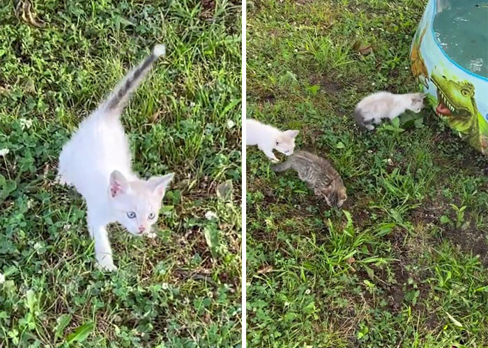 Regardless of his unpreparedness, he managed to foster the kittens and provide them with food, shelter, and visits to the vet.