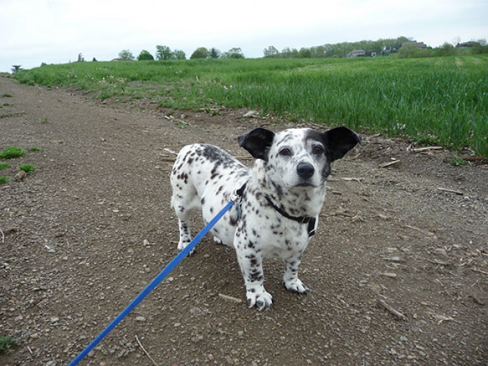 2. Cormatian, which is a Corgi & Dalmatian Mix
