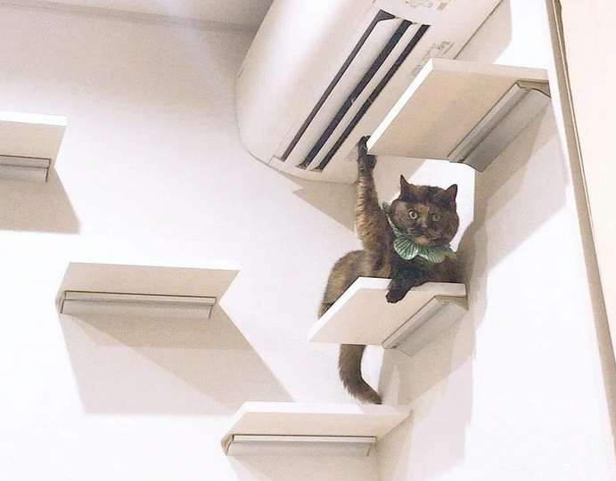 2. “My cat likes to raise its paw to get my attention.”