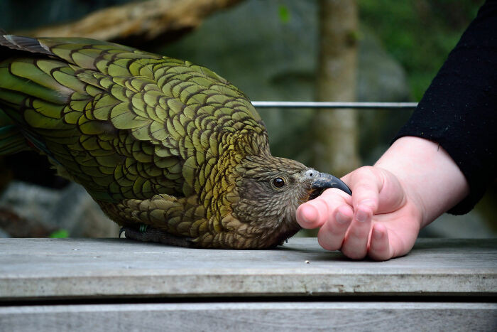 Image of a kea performing tricks.