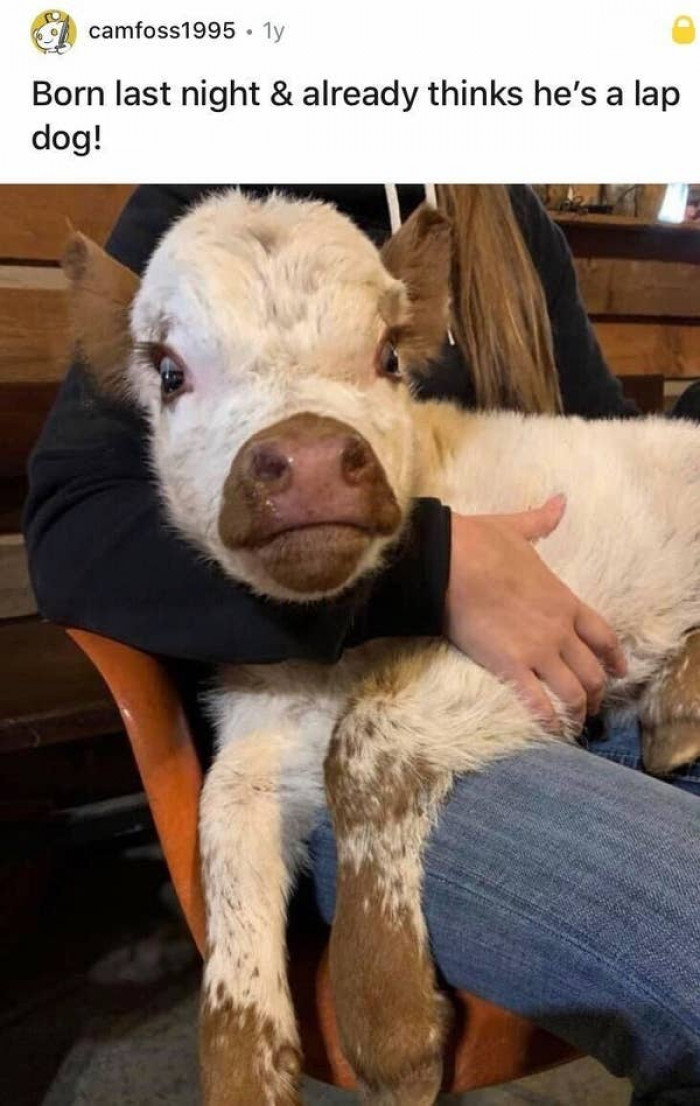 19. This young calf who found a lap and decided to call it home: