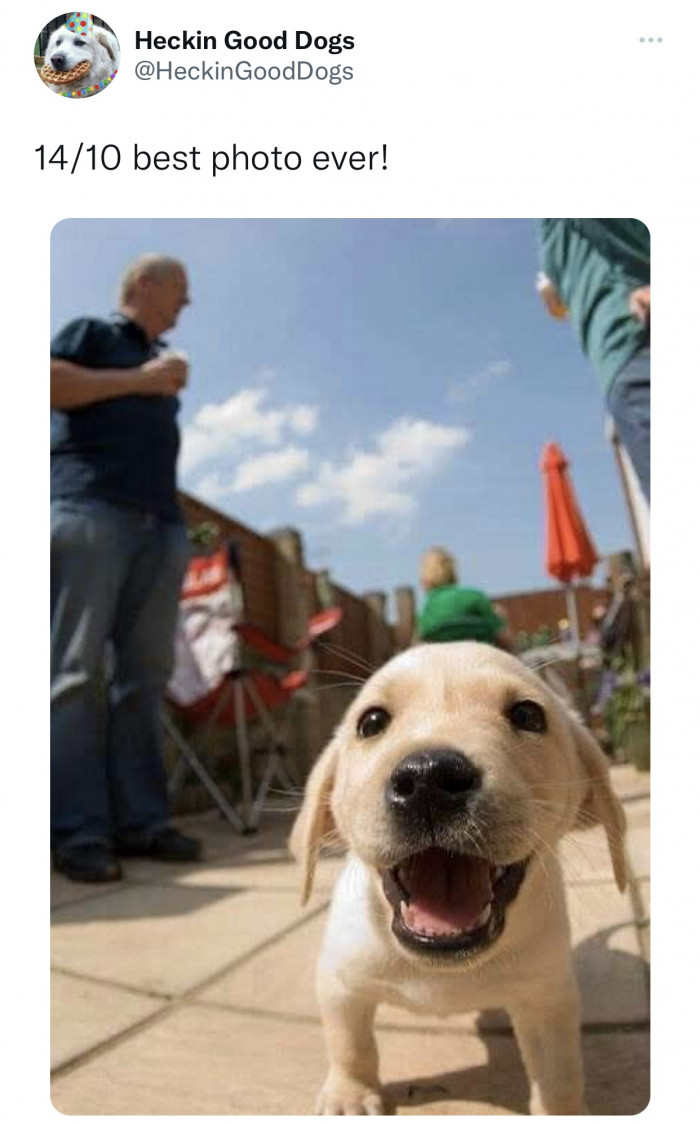 8. A tiny good boy having a great time.