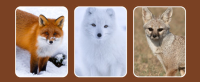 16 Types of Foxes With Pictures and Key Differences