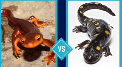 Salamander vs Newt: What Is the Difference?