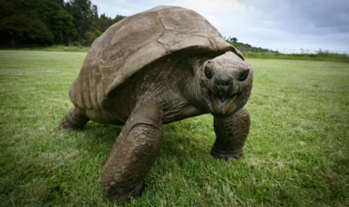 At nearly two centuries old, this Seychelles giant tortoise holds the Guinness World Record as the oldest living land animal.