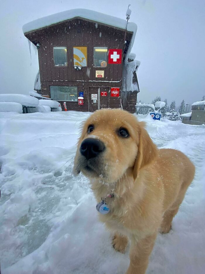 13. Stormy just joined Alyeska Resort’s safety team! She’s got two years of training ahead before becoming a certified avalanche rescue dog