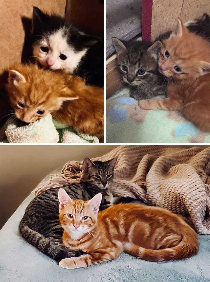 36. They struggled when they were kitties. Now, they're thriving.