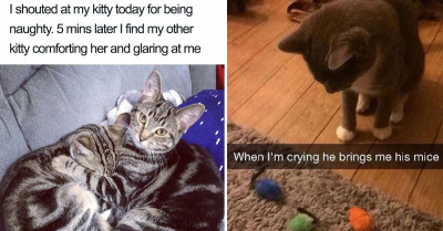 13 Purrific Cat Memes That Are So Hilarious You’d Laugh Your Heart Out