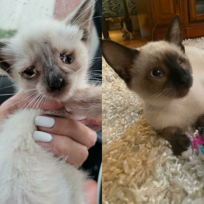 23. Jack only weighed 6 ounces when he was found. He may have lost his eye, but he's now very healthy.