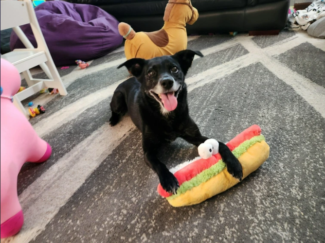 The OP then decided to pay dog tax.