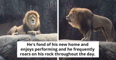 Lincoln Park Zoo's Majestic Lion Roar Takes The Internet By Storm