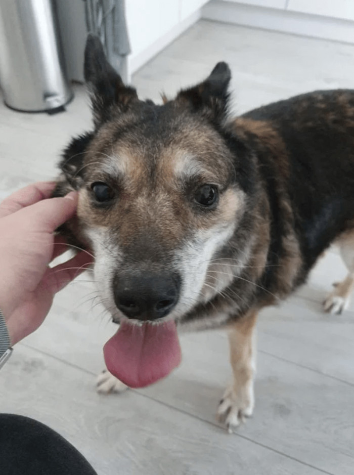 3. "I adopted Igor exactly 1 year ago! It's been so amazing seeing him slowly change over time to become the dog he is now"