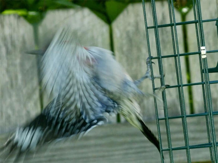 3. And Now, In Local News; Empty Suet Feeder Sends Backyard Red-Bellied Woodpecker Into Full Blown, Feather Temper Tantrum, Literally “Flipping The Bird” At Homeowner, As She Casually Takes Photo Of The Event. Details On This Story Are A Little Blurry