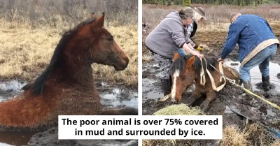 Strangers Save Wild Horse Stuck in 6-Foot Deep Swamp