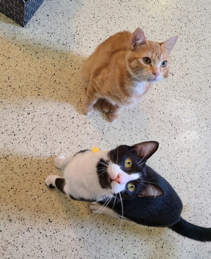 Some of the kittens were only one week old.