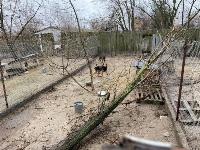 Russian soldiers came to the shelter on several occasions and even tried to kill a lion she rescued from a zoo