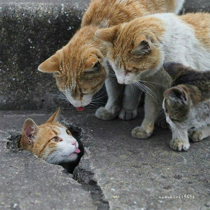 16. Bleps On The Catwalk