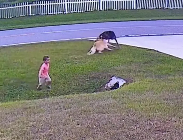 A German Shepherd named Tank bravely defended his young owner during a dangerous encounter with a neighboring dog