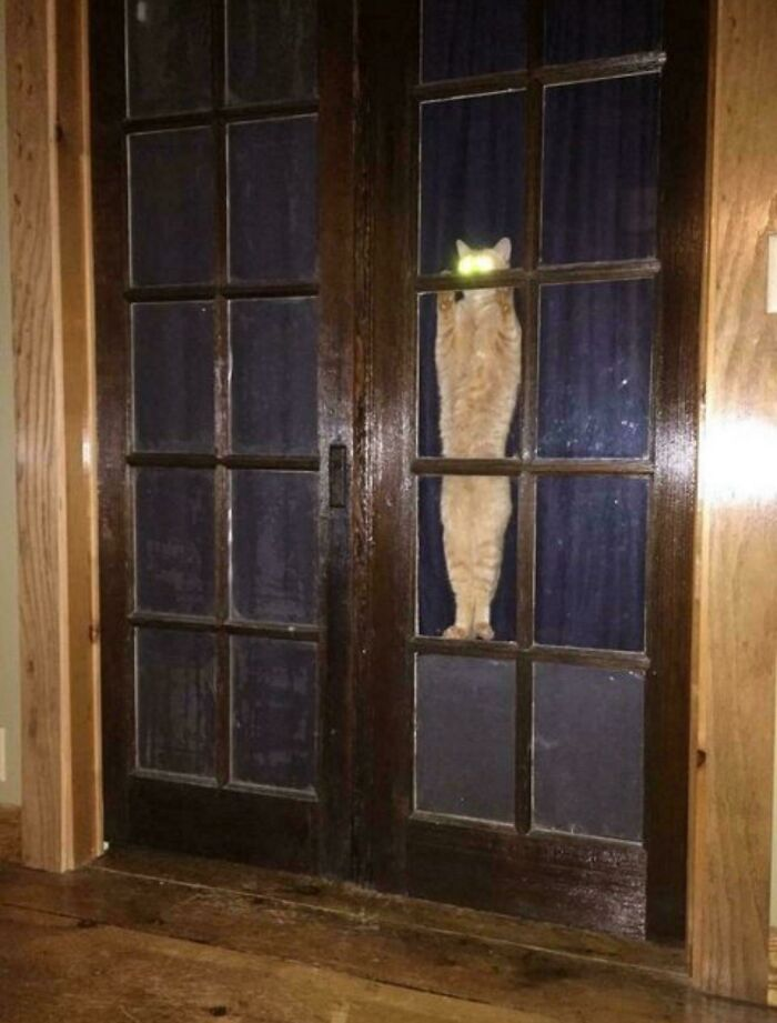 16. Local cat demands passage… and perhaps your soul.