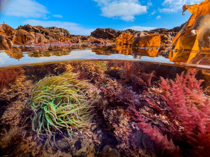 Smartphone, 3rd Place: Intertidal World By Martin Stevens